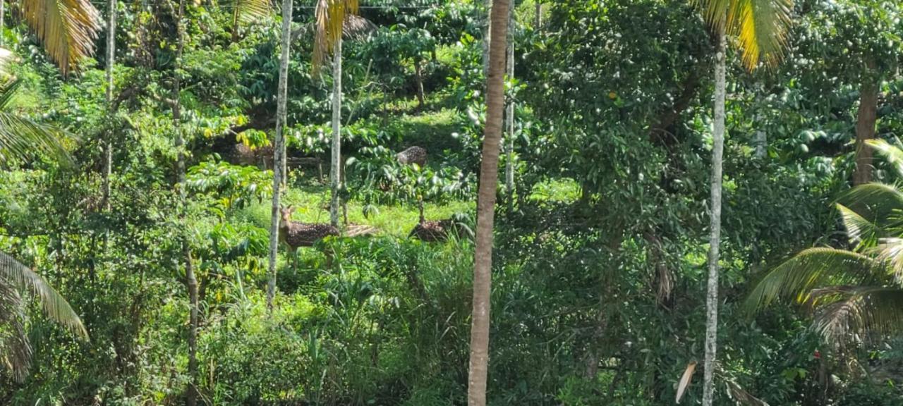 Kalidasa Tree House And Villa, Wayanad Chegāt Zewnętrze zdjęcie