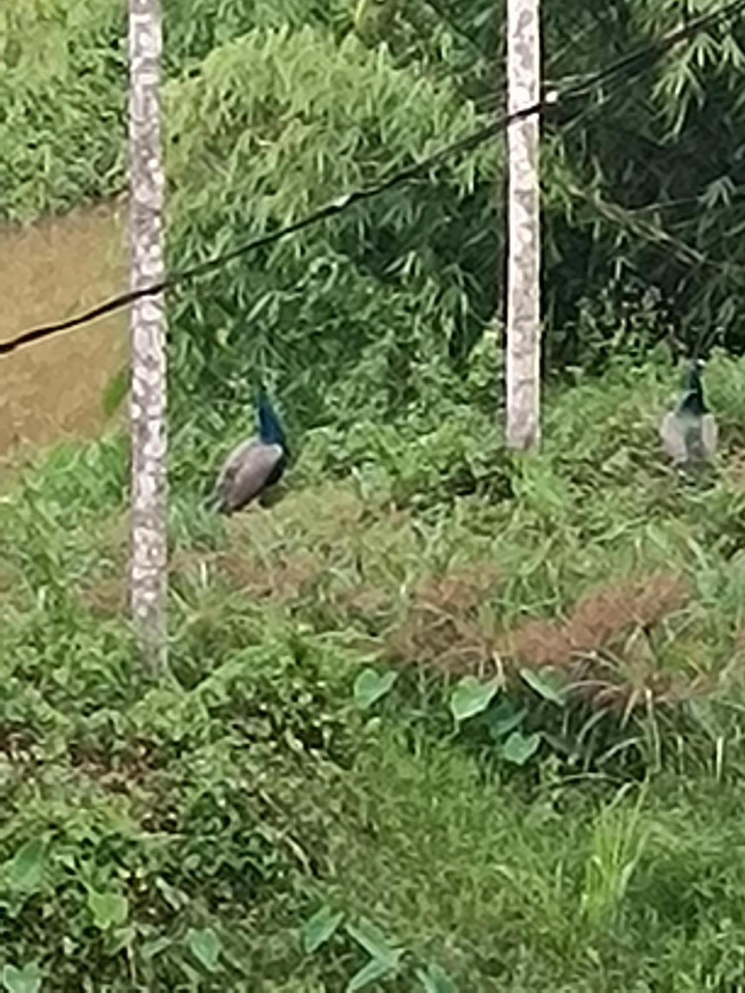 Kalidasa Tree House And Villa, Wayanad Chegāt Zewnętrze zdjęcie