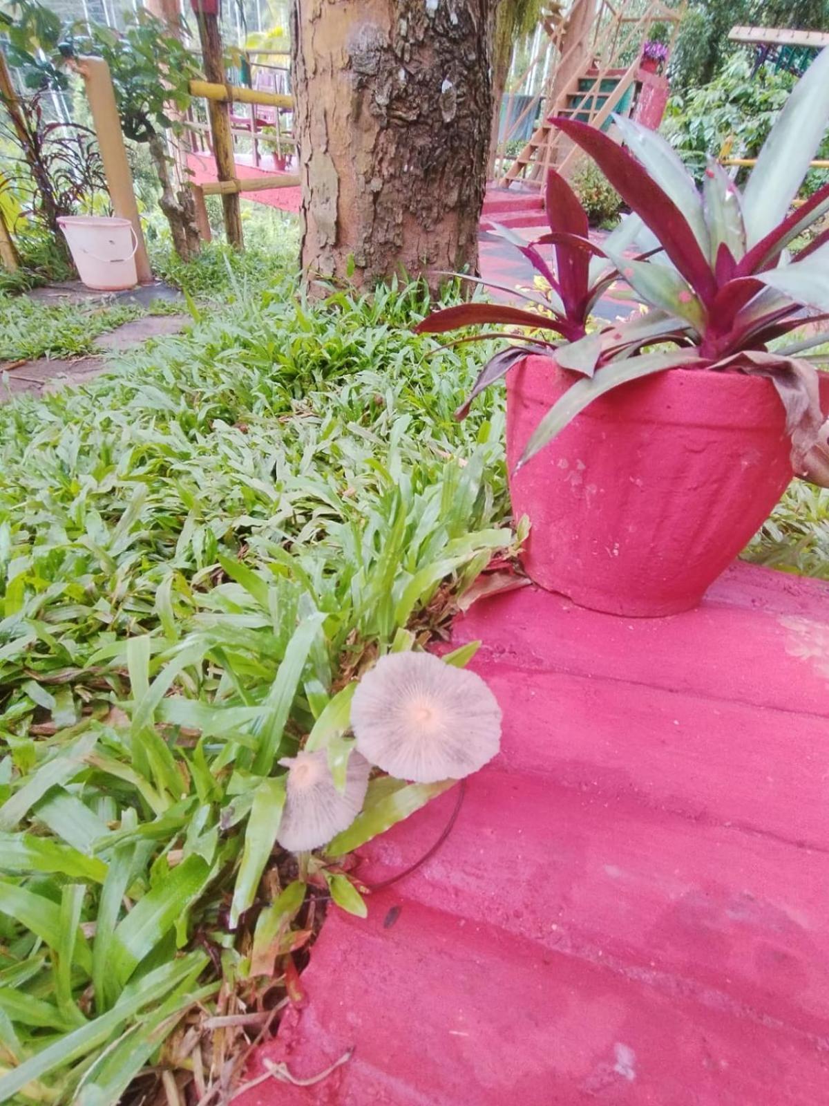 Kalidasa Tree House And Villa, Wayanad Chegāt Zewnętrze zdjęcie